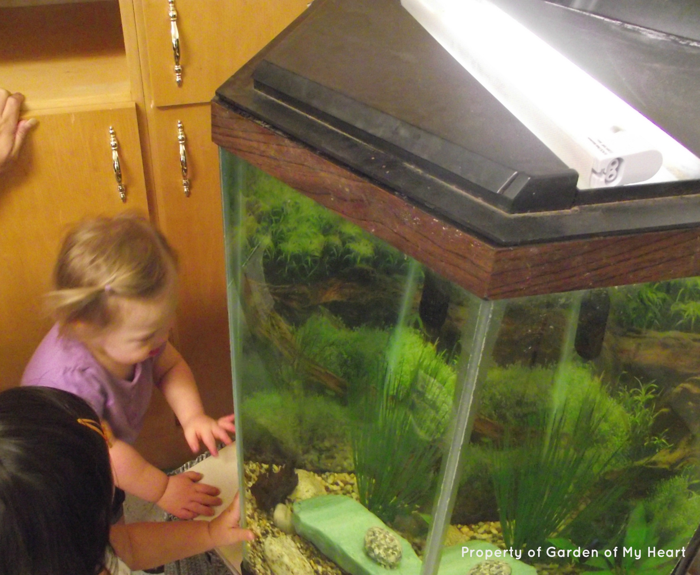 Rowenna exploring the fishtank with a friend.