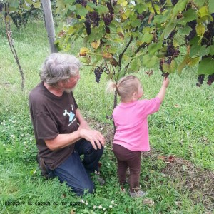 Picking grapes with grandpa.