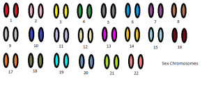 Karyotype with Typical Chromosomes